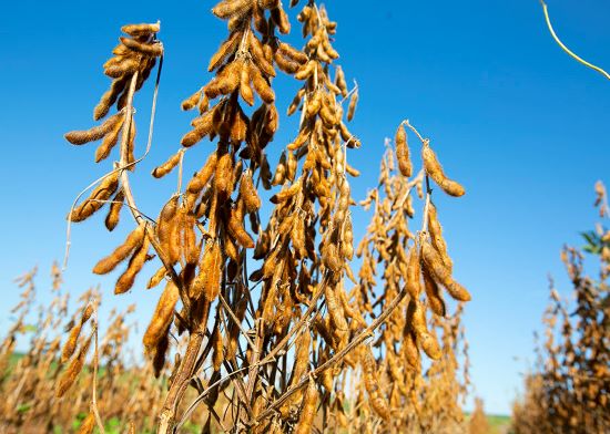 NOVIDADE - Cultivares inovadoras de soja alcançam alta produtividade e resistência a doenças
